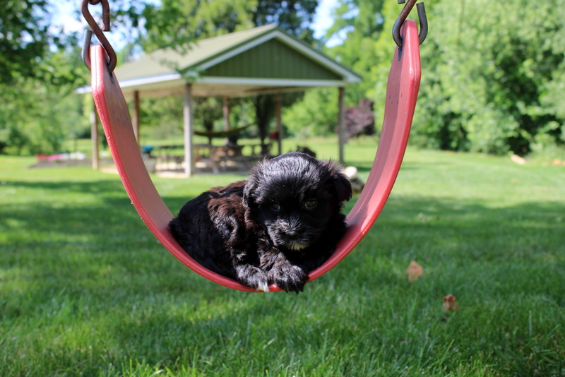 puppy, for, sale, Malsipoo, Matthew B. Stoltzfus, dog, breeder, Gap, PA, dog-breeder, puppy-for-sale, forsale, nearby, find, puppyfind, locator, puppylocator, aca